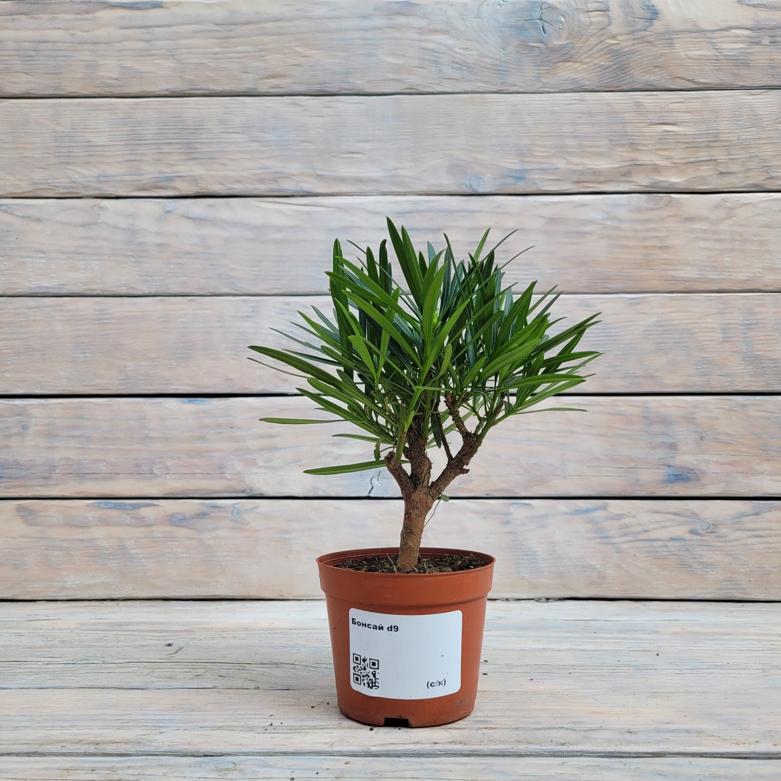 WhatsApp Image 2025-07-09 at 16.42.15 Бонсай d9 — изображение 1