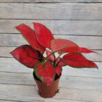 Аглаонема Микс d12 — изображение 2