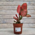 Аглаонема Микс d12