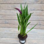 Калла Пурпл Арт "Purple Art" d12