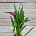 Калла Пурпл Арт "Purple Art" d12 — изображение 2