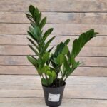 Замиокулькас Микс d11