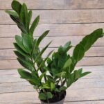 Замиокулькас Микс d11 — изображение 2