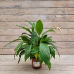 Спатифиллум Флорибунда d11