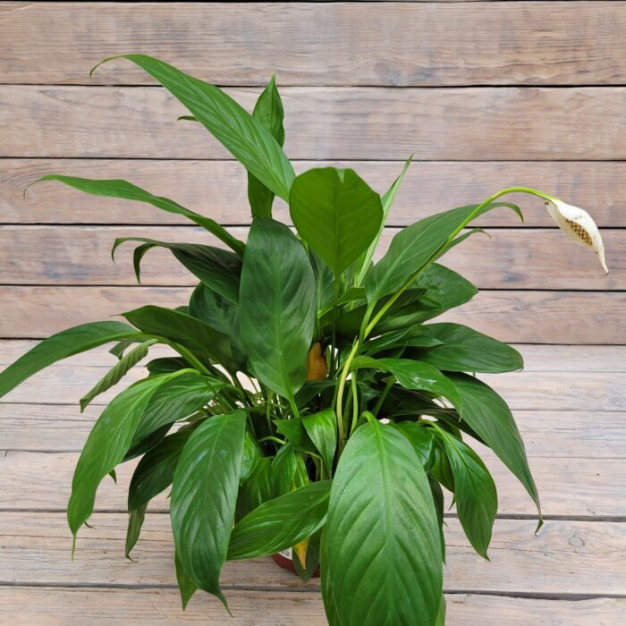 Спатифиллум Флорибунда d11 — изображение 2