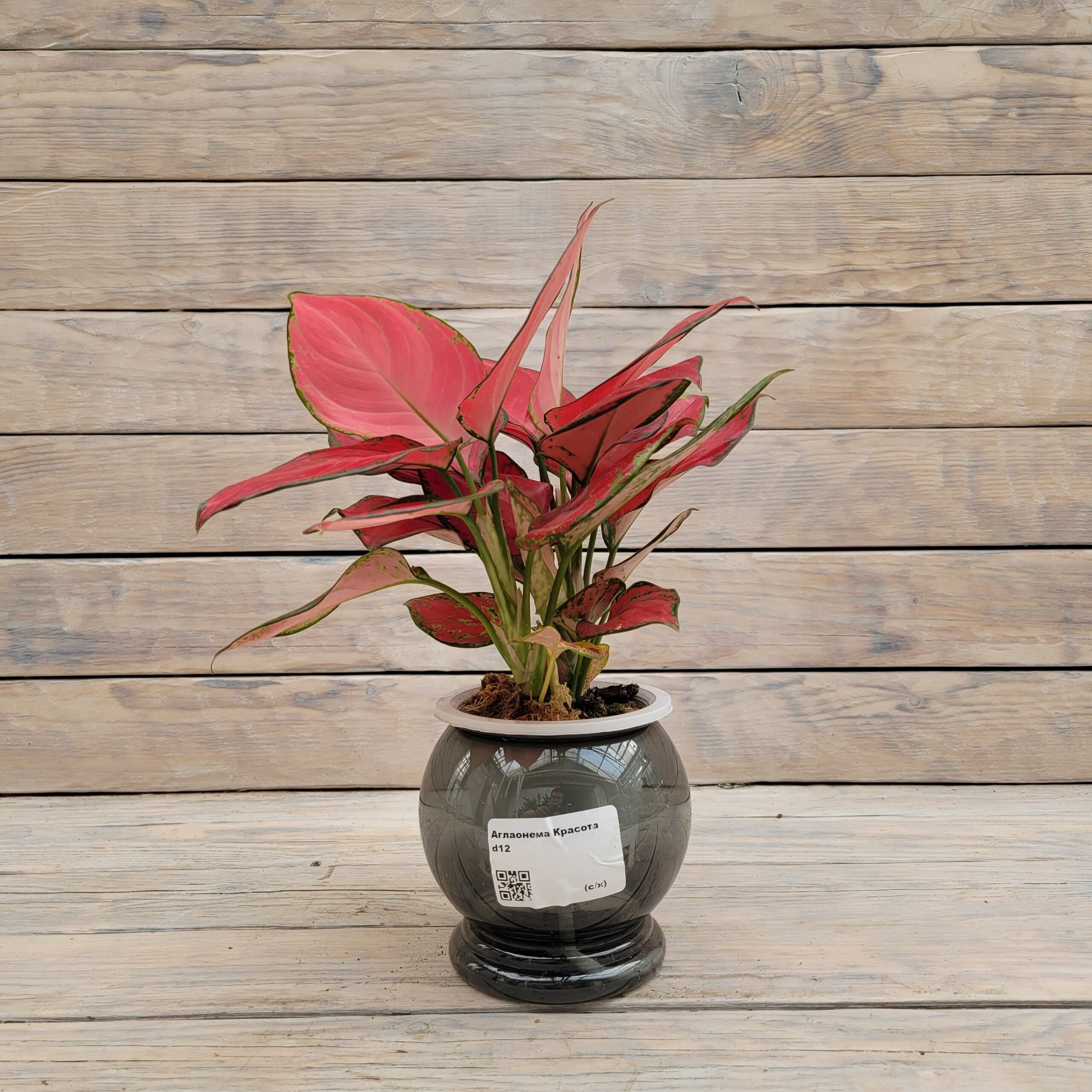 WhatsApp Image 2025-07-09 at 18.00.40 Аглаонема Красота d12 — изображение 1