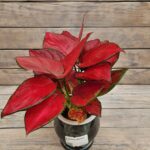 Аглаонема Красота d12 — изображение 2