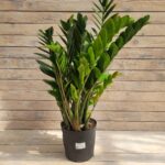 Замиокулькас d23