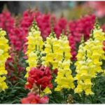 Антирринум (Львиный Зев) d9-10