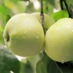 Яблоня Антоновка 3,5л