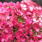 Гортензия метельчатая Литл Рози d9