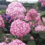 Гортензия древовидная Мэджикал(Меджикал) Пинкербелл "Magical Pinkerbell" 3л