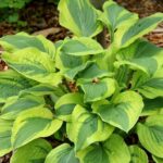 Хоста Велвет (Вельвет) Мун "Velvet Moon" d15