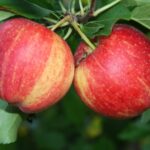 Яблоня Гала Шнига "Gala Schniga" 6-7л