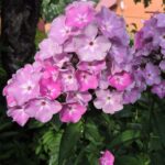 Флокс метельчатый Селена d12