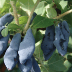 Жимолость Капу "Kapu" d10