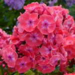 Флокс Илларион "Illarion" d12