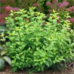 Пузыреплодник калинолистный Литл(Литтл) Грини "Little Greeny" 3л