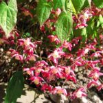 Горянка Рубрум d12