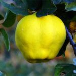 Айва Яблочная 6- 7л