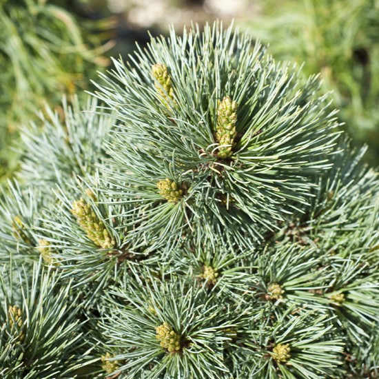 Сосна мелкоцветковая Линда "Linda" d23
