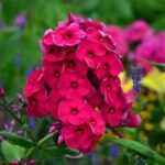 Флокс метельчатый Бон-Бон d12