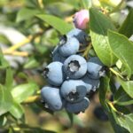 Голубика Топ Хат "Top Hat" d9-10