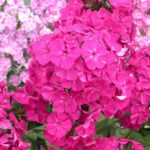 Флокс метельчатый Виктория d12