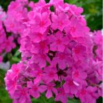 Флокс метельчатый Суфле-Смородина d12