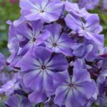 Флокс метельчатый Голубые Кристаллы d12