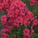 Флокс Синьор Помидор "Signor Pomidor" d12