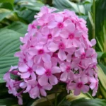 Флокс метельчатый Гуттиэре d12