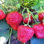 Земляника ремонтантная Елизавета 2 "Elizabeth 2" d12