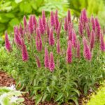 Вероника колосистая Хайдекинд d12