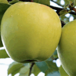 Яблоня Голден 4-5л