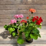Пеларгония зональная РАСПРОДАЖА d12