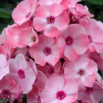 Флокс метельчатый Милена d12