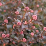 Пузыреплодник Тайни Вайн "Tiny Wine" d9-10