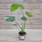 Монстера d9  (13)