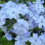 Флокс Чистое Небо "Chistoye Nebo" d12