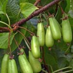 Актинидия коломикта Витакола "Vitakola" d10