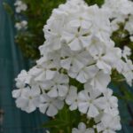 Флокс Лайнер "Layner" d12