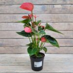 Антуриум Пинк d12