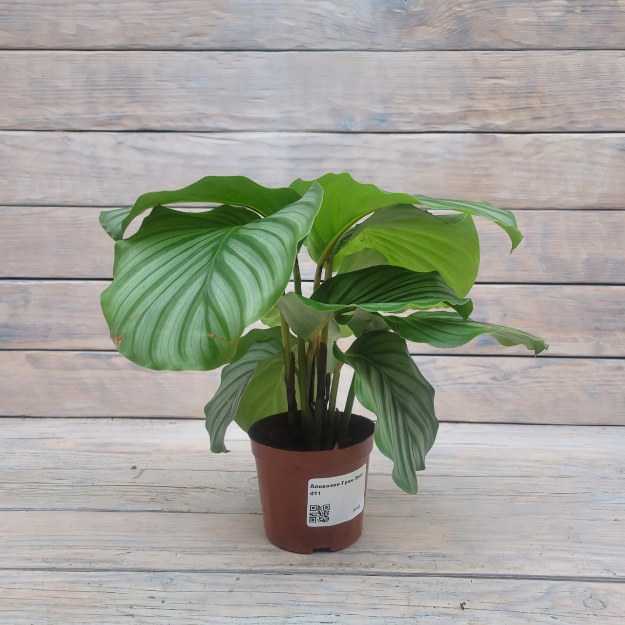 337a1551-5aa3-4769-87e5-f808fa6d9b81 Алоказия Грин Эппл d11 — изображение 1