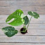 Монстера d9  (13) — изображение 2