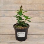 Флокс метельчатый Грибной дождь d12 — изображение 2