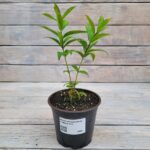 Флокс метельчатый Анфиса d12