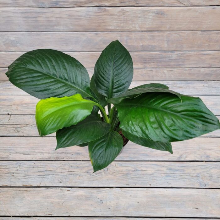 Спатифиллум Литл Гиант d14 — изображение 2