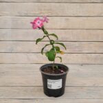 Флокс метельчатый Евгения d12