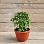 Томат кашпо d18